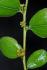 Ziziphus jujuba